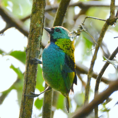 Green-Headed Tanager